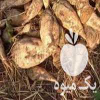 فروش چغندرقند دامی در جویبار در گروه خرید فروش عمده چغندر - قند لبویی قرمز سفید در یکمیوه