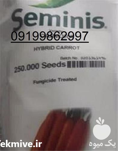 قیمت خرید بذر هویج کارورا در همدان در گروه خرید فروش بذر - انواع محصول کشاورزی گوجه کتان میوه درخت در یکمیوه -عکس1