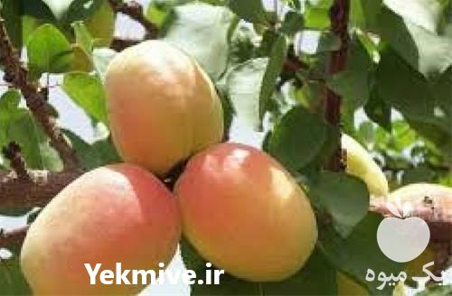 فروش عمده نهال زردآلو عسگرآبادی در گروه خرید فروش نهال - انواع گردو پسته بادام سلطانی انگور در یکمیوه -عکس1