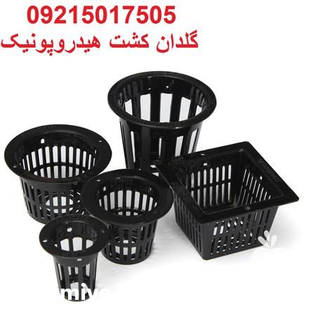 قیمت خرید قیمت گلدان هیدروپونیک در تهران در گروه خرید فروش عمده انواع گل - پروش قاشقی موسی ساکولنت بن سای در یکمیوه -عکس1
