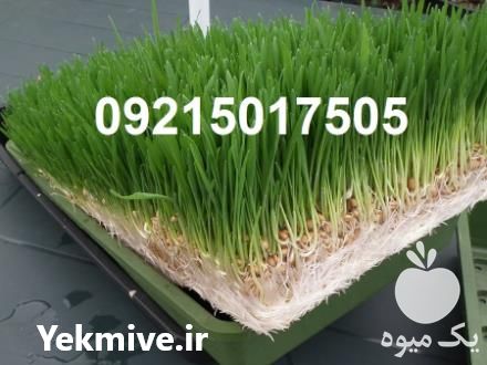 فروش تجهیزات علوفه هیدروپونیک در تهران در گروه تجهیزات دام و طیور - خرید فروش نو دسته دوم در یکمیوه -عکس1