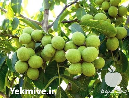 قیمت خرید نهال گردو ژنوتیپ برتر شاهسون در تهران در گروه خرید فروش نهال - انواع گردو پسته بادام سلطانی انگور در یکمیوه -عکس1