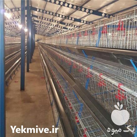 فروش مرغ لوهمن جوجه یک روزه در کرمانشاه در گروه مرغ و خروس و بوقلمون و اردک قو قاز در یکمیوه -عکس1