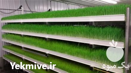 قیمت خرید سینی علوفه هیدروپونیک در گروه خرید فروش تجهیزات گلخانه - صنعتی خانگی هوشمند دست دوم در یکمیوه -عکس1