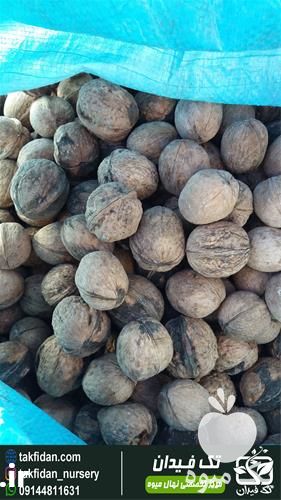 فروش نهال گردو اسرائیلی در گروه خرید فروش نهال - انواع گردو پسته بادام سلطانی انگور در یکمیوه -عکس1