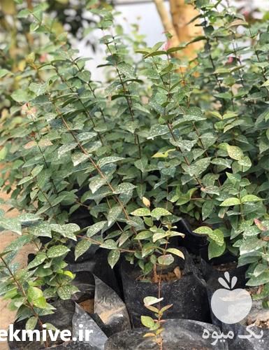 قیمت خرید نهال گیلاس سورینام یا نهال گیلاس ستاره ای در گروه خرید فروش نهال - انواع گردو پسته بادام سلطانی انگور در یکمیوه -عکس1