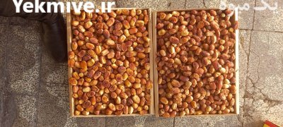 فروش ضایعات خرما زاهدی درجه یک در گروه خرید فروش عمده خرما - کبکاب تازه زاهدی خشک خارک در یکمیوه -عکس1