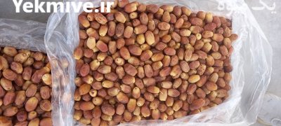 فروش ضایعات خرما زاهدی درجه یک در گروه خرید فروش عمده خرما - کبکاب تازه زاهدی خشک خارک در یکمیوه -عکس4