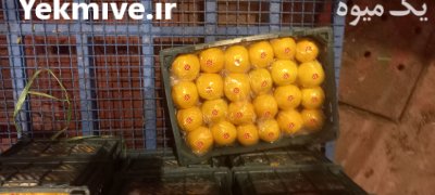 فروش لیمو شیرین درجه یک در گروه خرید فروش عمده لیمو شیرین - شمال شیراز جهرم سنگی در یکمیوه -عکس1