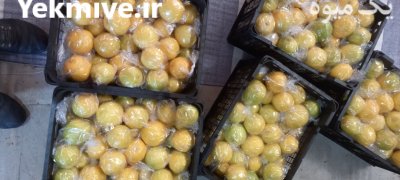 فروش لیمو شیرین درجه یک در گروه خرید فروش عمده لیمو شیرین - شمال شیراز جهرم سنگی در یکمیوه -عکس4