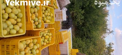 فروش لیمو شیرین درجه یک در گروه خرید فروش عمده لیمو شیرین - شمال شیراز جهرم سنگی در یکمیوه -عکس5