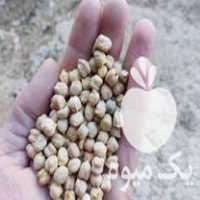 فروش نخود اورگانیک در تهران در گروه خرید فروش عمده نخود - فرنگی خام سبز فروش عمده در یکمیوه