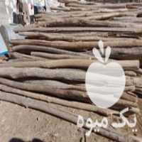 فروش چوب خشک صنوبر و کبوده در اصفهان در گروه خرید فروش عمده چوب و زغال- زغال چوب گردو تبریزی خام در یکمیوه