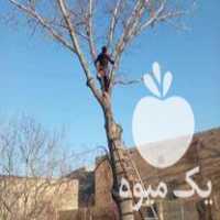 قیمت خرید خرید انواع چوب در میاندوآب در گروه خرید فروش عمده چوب و زغال- زغال چوب گردو تبریزی خام در یکمیوه