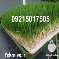 فروش تجهیزات علوفه هیدروپونیک در تهران در گروه تجهیزات دام و طیور - خرید فروش نو دسته دوم در یکمیوه