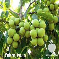 قیمت خرید نهال گردو ژنوتیپ برتر شاهسون در تهران در گروه خرید فروش نهال - انواع گردو پسته بادام سلطانی انگور در یکمیوه