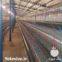 فروش مرغ لوهمن جوجه یک روزه در کرمانشاه در گروه مرغ و خروس و بوقلمون و اردک قو قاز در یکمیوه