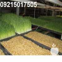 قیمت خرید لوازم و تجهیزات دستگاه علوفه هیدروپونیک در تهران در گروه خرید فروش تجهیزات گلخانه - صنعتی خانگی هوشمند دست دوم در یکمیوه