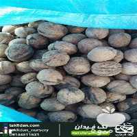 فروش نهال گردو اسرائیلی در گروه خرید فروش نهال - انواع گردو پسته بادام سلطانی انگور در یکمیوه
