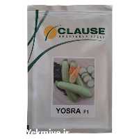 فروش بذر کدو یسری در همدان در گروه خرید فروش بذر - انواع محصول کشاورزی گوجه کتان میوه درخت در یکمیوه