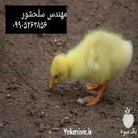 فروش جوجه غاز دورگه در گروه مرغ و خروس و بوقلمون و اردک قو قاز در یکمیوه