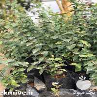 قیمت خرید نهال گیلاس سورینام یا نهال گیلاس ستاره ای