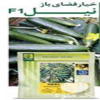 عرضه و فروش بذر خیار نیل در گروه خرید فروش بذر - انواع محصول کشاورزی گوجه کتان میوه درخت در یکمیوه