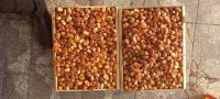 فروش ضایعات خرما زاهدی درجه یک