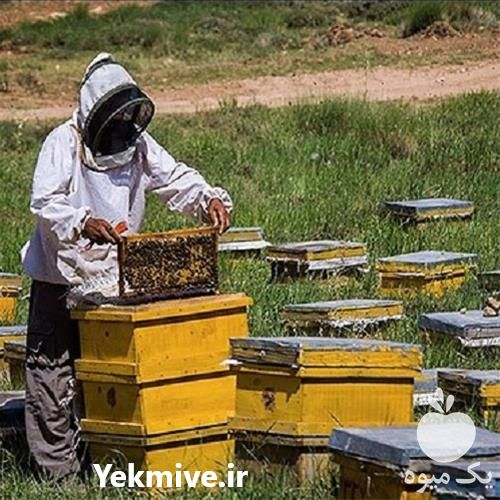 فروش آموزش پرورش زنبور عسل برای تولید یک عسل مرغوب در گروه مشاوره - راه اندازی بازاریابی کسب درآمد بهبود کسب و کار در یکمیوه -عکس1