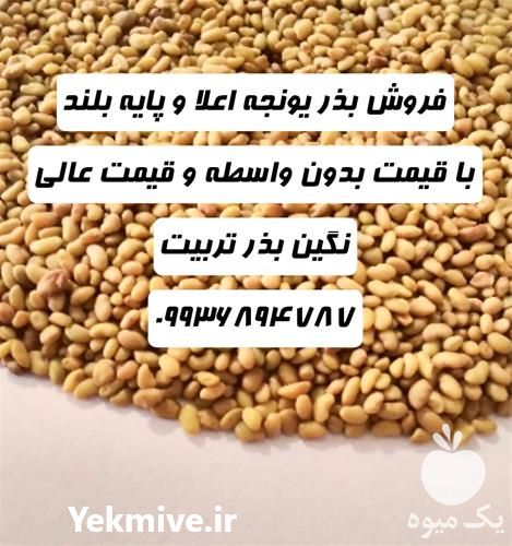 فروش بذر یونجه اصلاح شده و خالص در بوشهر در گروه خرید فروش بذر - انواع محصول کشاورزی گوجه کتان میوه درخت در یکمیوه -عکس1