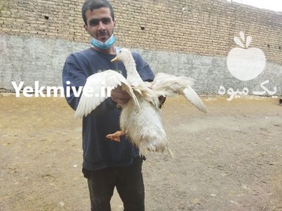 فروش اردک پکنی گوشتی در گروه مرغ و خروس و بوقلمون و اردک قو قاز در یکمیوه -عکس1