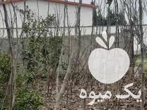 قیمت خرید نهال انجیر سفید دو ساله گلوگاه در بندرگز در گروه خرید فروش نهال - انواع گردو پسته بادام سلطانی انگور در یکمیوه -عکس1