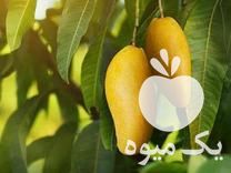 فروش عمده و تکی انواع نهال انبه در دهبارز در گروه خرید فروش نهال - انواع گردو پسته بادام سلطانی انگور در یکمیوه -عکس1