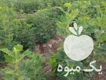 قیمت خرید نهالستان انجیر سفید استهبان در فسا در گروه خرید فروش نهال - انواع گردو پسته بادام سلطانی انگور در یکمیوه -عکس1