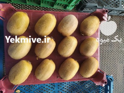 کیوی هایوارد در گروه خرید فروش عمده کیوی - صادراتی مازندران تنکابن تالش در یکمیوه -عکس3