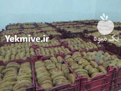 فروش کیوی هایوارد در گروه خرید فروش عمده کیوی - صادراتی مازندران تنکابن تالش در یکمیوه -عکس1