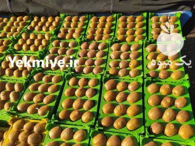 فروش کیوی هایوارد در گروه خرید فروش عمده کیوی - صادراتی مازندران تنکابن تالش در یکمیوه -عکس3