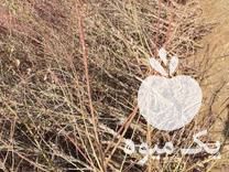 قیمت خرید نهال در اصفهان در گروه خرید فروش نهال - انواع گردو پسته بادام سلطانی انگور در یکمیوه -عکس1