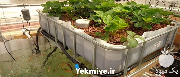 فروش دوره آموزشی سیر تا پیاز طراحی سیستم آکواپونیک در گروه مشاوره - راه اندازی بازاریابی کسب درآمد بهبود کسب و کار در یکمیوه -عکس1