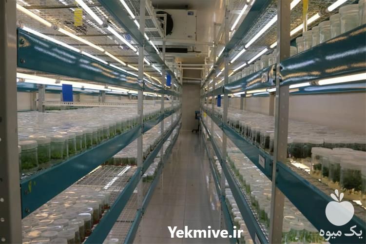 فروش قیمت نهال پسته هیبریدی در اصفهان در گروه خرید فروش نهال - انواع گردو پسته بادام سلطانی انگور در یکمیوه -عکس1