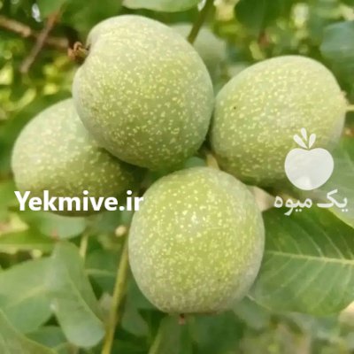 فروش انواع نهال در گروه خرید فروش نهال - انواع گردو پسته بادام سلطانی انگور در یکمیوه -عکس1