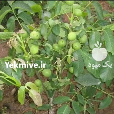 فروش انواع نهال در گروه خرید فروش نهال - انواع گردو پسته بادام سلطانی انگور در یکمیوه -عکس2