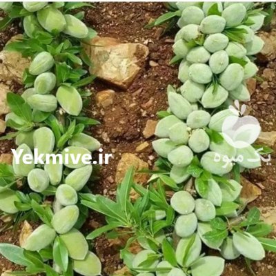 فروش انواع نهال در گروه خرید فروش نهال - انواع گردو پسته بادام سلطانی انگور در یکمیوه -عکس3