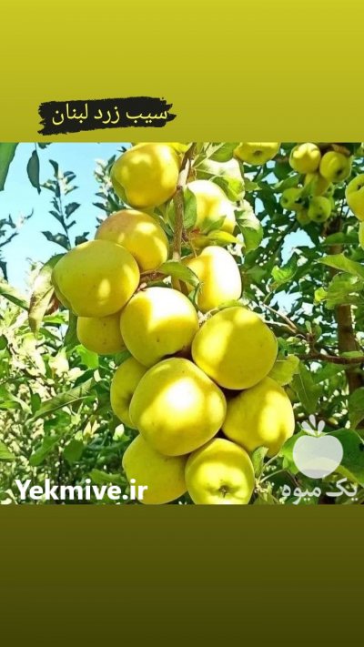 فروش انواع نهال در گروه خرید فروش نهال - انواع گردو پسته بادام سلطانی انگور در یکمیوه -عکس4