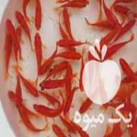 قیمت خرید عمده ماهی قرمز در گروه انواع ماهی - سالمون شیر کپور قرمز شوریده سفید گوپی مرکب در یکمیوه