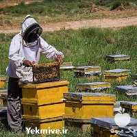 فروش آموزش پرورش زنبور عسل برای تولید یک عسل مرغوب در گروه مشاوره - راه اندازی بازاریابی کسب درآمد بهبود کسب و کار در یکمیوه