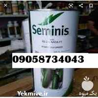 بذر خیار N 2 پر فروش با قیمت مناسب در گروه خرید فروش بذر - انواع محصول کشاورزی گوجه کتان میوه درخت در یکمیوه