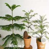 پرورش و فروش انواع کاج در گروه خرید فروش عمده گیاهان زینتی - گرمسیری آپارتمانی باغچه آب در یکمیوه