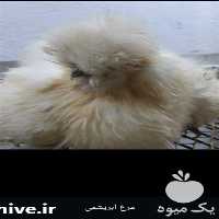 فروش تخم نطفه دار مرغ زینتی نطفه داران در بوشهر در گروه انواع تخم ها - مرغ بوقلمون پرنده عمده کشاورزی در یکمیوه