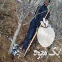 فروش نهال گردو خوشه ای پربار و بادام در نهالستان در گروه خرید فروش نهال - انواع گردو پسته بادام سلطانی انگور در یکمیوه